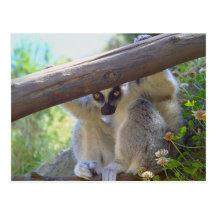 Lemur Peeking Postcard