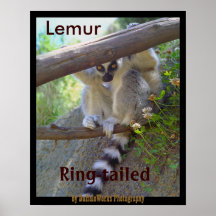 Lemur Peeking Poster