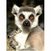 Lemur Photo Sculpture
