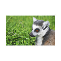 Lemur Stretched Canvas Print