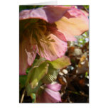 Lenten Rose Greeting Cards