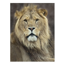 Leo Postcard