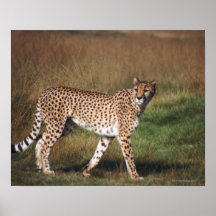 leopard 3 print