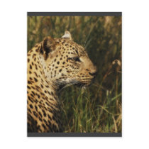 Leopard (alert & sitting up) wild animal postcards