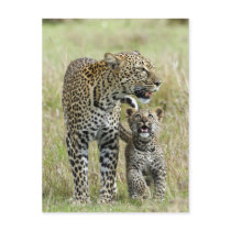 Leopard Baby and Mama Postkarte