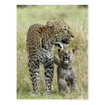 Leopard Baby and Mama Postkarte