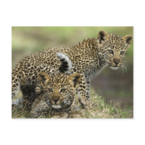 Leopard Babys Postkarte