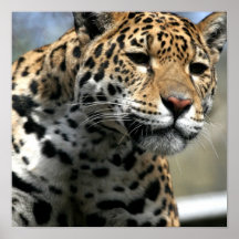 Leopard Cat Poster