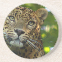 Leopard Coasters