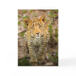 Leopard Cub Greeting Card