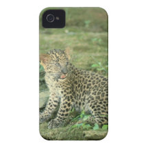 leopard cub iPhone 4 Case-Mate case