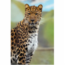 Leopard Cut Outs