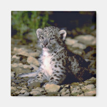 Léopard de neige, jeune petit animal magnets