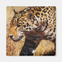Leopard Fridge Magnets