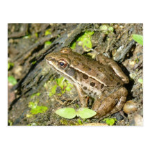 Leopard Frog Postcard