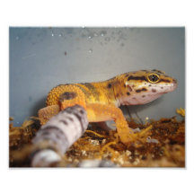 Leopard Gecko Photographic Print