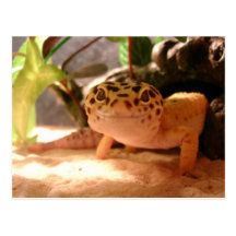 Leopard Gecko Postcard
