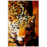 Leopard Gotcha t-shirts