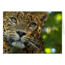 Leopard Greeting Card