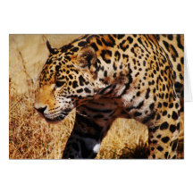 Leopard Greeting Card