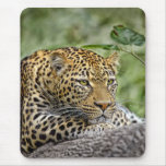 Leopard in Tree Mousepad