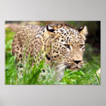 Leopard Looking at his Prey Poster