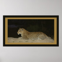 Leopard lying on sand bank