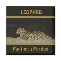 Leopard lying on sand bank wildlife magnets