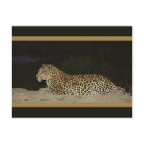 Leopard lying on sand bank wildlife postcards