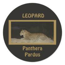 Leopard lying on sand bank wildlife stickers