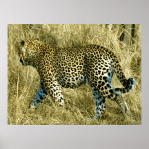 Leopard of Sabi Sands Print
