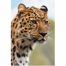 Leopard Photo Acrylic Cut Out