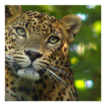 Leopard Photo Invitation