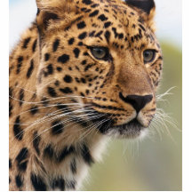 Leopard Photo Photo Cutout