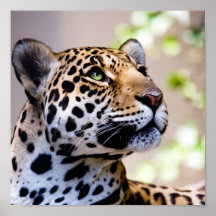 Leopard Photograph Print