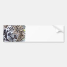 Leopard Picture Bumper Sticker