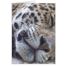 Leopard Picture Greeting Card