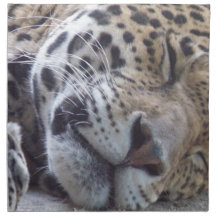 Leopard Picture Set of Four Napkins