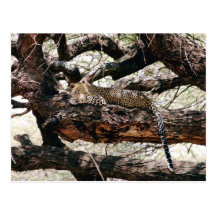 Leopard Post Card