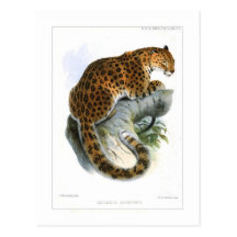 Leopard Post Card