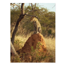 Leopard Post Card
