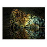 Leopard Postcard