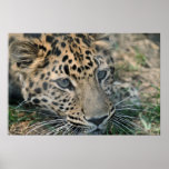 Leopard Print