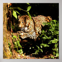 Leopard Poster