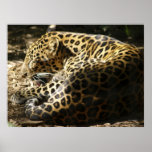 Leopard Poster