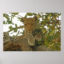 Leopard Poster