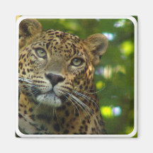 Leopard Square Magnet