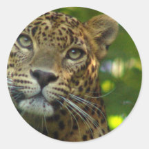 Leopard Stickers