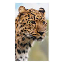 Leopard Wild Cats Business Cards