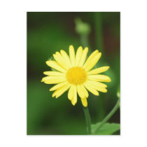 Leopards Bane Flowers Postcard